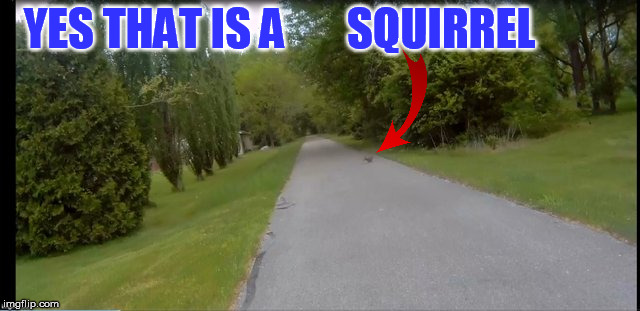 YES THAT IS A       SQUIRREL | made w/ Imgflip meme maker