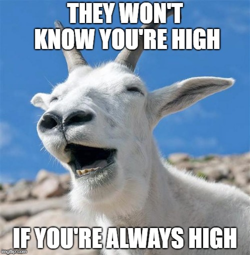 Laughing Goat | THEY WON'T KNOW YOU'RE HIGH; IF YOU'RE ALWAYS HIGH | image tagged in memes,laughing goat | made w/ Imgflip meme maker
