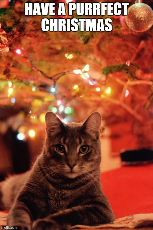 Christmas Cat | HAVE A PURRFECT CHRISTMAS | image tagged in christmas cat | made w/ Imgflip meme maker
