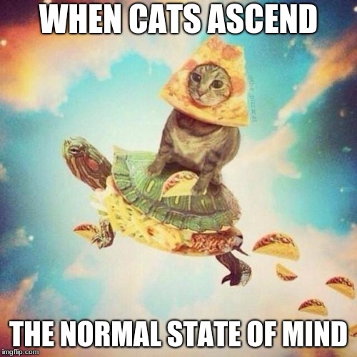 Space Pizza Cat Turtle Tacos | WHEN CATS ASCEND; THE NORMAL STATE OF MIND | image tagged in space pizza cat turtle tacos | made w/ Imgflip meme maker