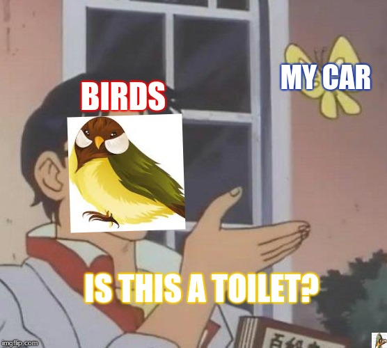 Is This A Pigeon | MY CAR; BIRDS; IS THIS A TOILET? | image tagged in memes,is this a pigeon | made w/ Imgflip meme maker