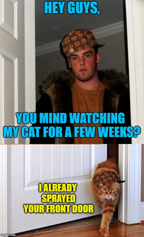 Scumbag Cat | HEY GUYS, YOU MIND WATCHING MY CAT FOR A FEW WEEKS? I ALREADY SPRAYED YOUR FRONT DOOR | image tagged in memes,scumbag steve,scumbag,cat,cats | made w/ Imgflip meme maker