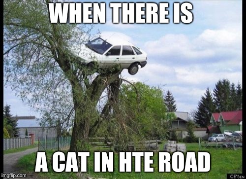 Secure Parking | WHEN THERE IS; A CAT IN HTE ROAD | image tagged in memes,secure parking | made w/ Imgflip meme maker