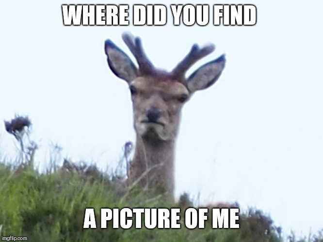 furious deer | WHERE DID YOU FIND A PICTURE OF ME | image tagged in furious deer | made w/ Imgflip meme maker