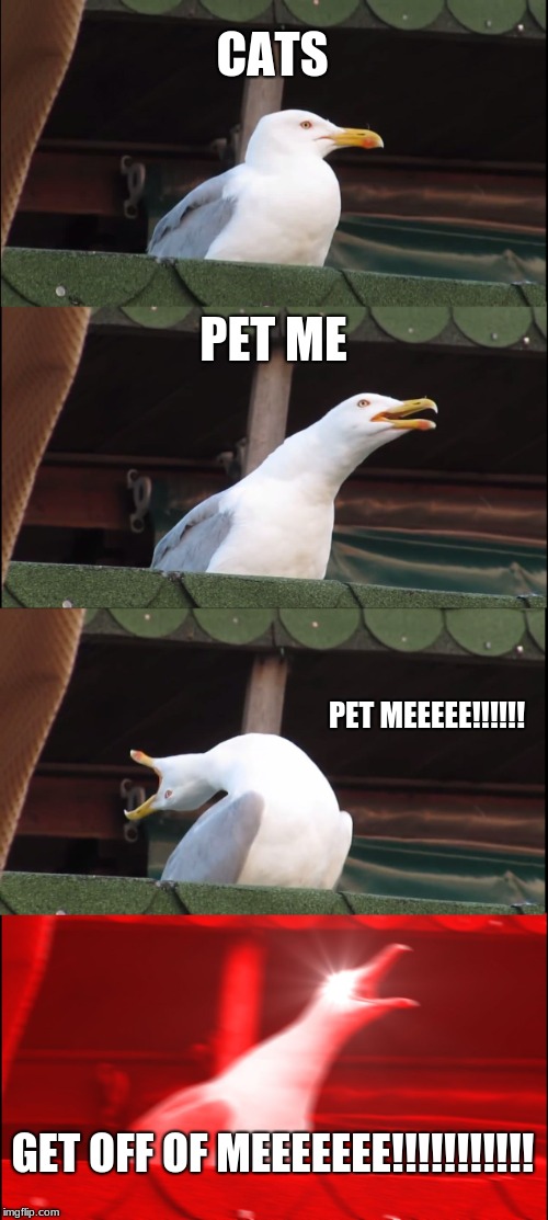 Inhaling Seagull | CATS; PET ME; PET MEEEEE!!!!!! GET OFF OF MEEEEEEE!!!!!!!!!!! | image tagged in memes,inhaling seagull | made w/ Imgflip meme maker