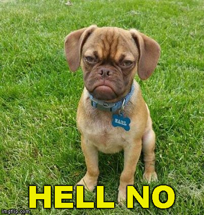 Grumpy Dog | HELL NO | image tagged in grumpy dog | made w/ Imgflip meme maker