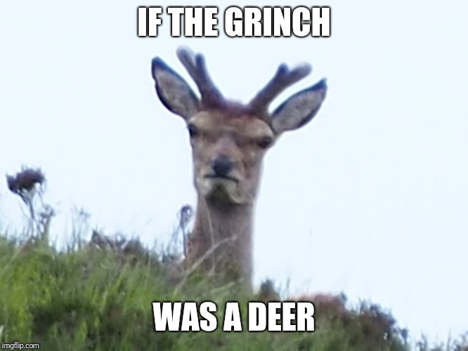 furious deer | IF THE GRINCH WAS A DEER | image tagged in furious deer | made w/ Imgflip meme maker