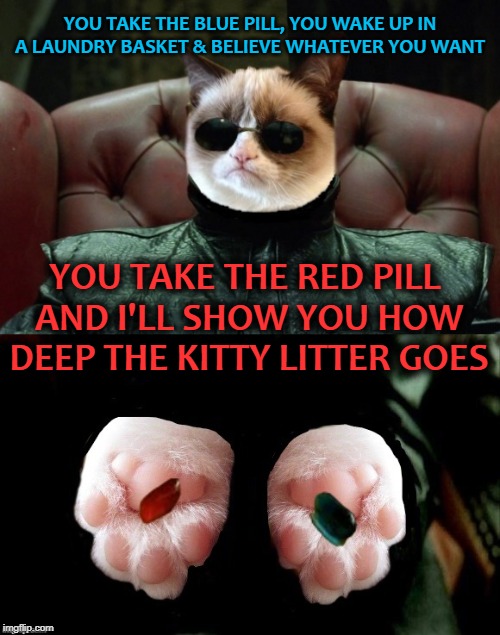The Catrix Reloaded | YOU TAKE THE BLUE PILL, YOU WAKE UP IN A LAUNDRY BASKET & BELIEVE WHATEVER YOU WANT; YOU TAKE THE RED PILL AND I'LL SHOW YOU HOW DEEP THE KITTY LITTER GOES | image tagged in funny memes,cat,cats,the matrix,red pill blue pill | made w/ Imgflip meme maker