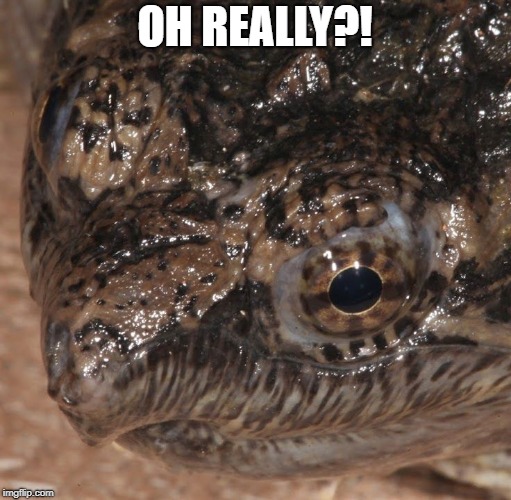 evil turtle | OH REALLY?! | image tagged in evil turtle | made w/ Imgflip meme maker