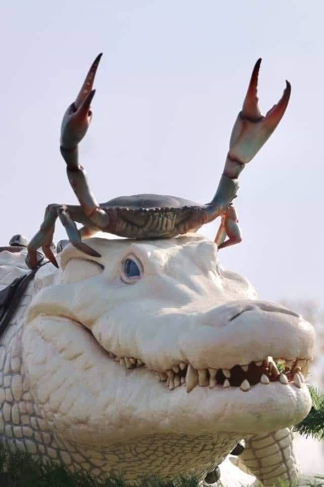 Crab on Crocodile Blank Meme Template