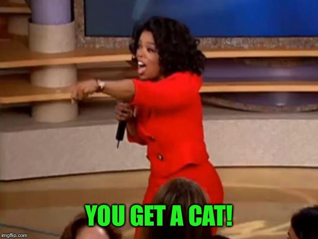 Oprah - you get a car | YOU GET A CAT! | image tagged in oprah - you get a car | made w/ Imgflip meme maker
