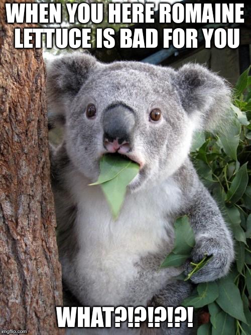 Surprised Koala Meme | WHEN YOU HERE ROMAINE LETTUCE IS BAD FOR YOU; WHAT?!?!?!?! | image tagged in memes,surprised koala | made w/ Imgflip meme maker