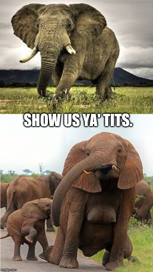 Elephant tits | SHOW US YA' TITS. | image tagged in bull elephant,mama elephant,mammaries | made w/ Imgflip meme maker