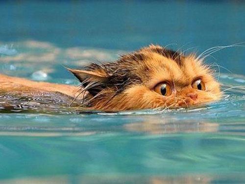 High Quality Swimming cat Blank Meme Template