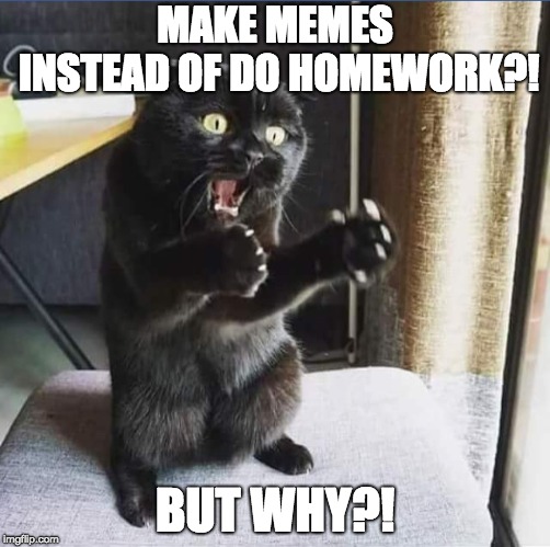 But Why Cat | MAKE MEMES INSTEAD OF DO HOMEWORK?! BUT WHY?! | image tagged in but why cat | made w/ Imgflip meme maker