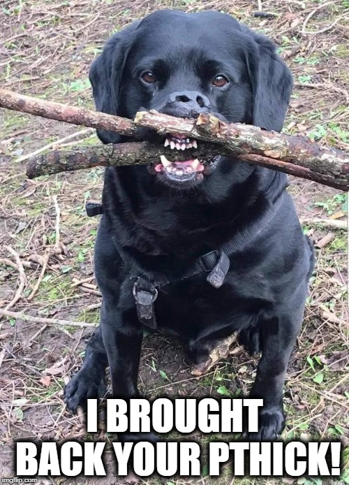 Fetch! | I BROUGHT BACK YOUR PTHICK! | image tagged in funny dogs,dogs,dog | made w/ Imgflip meme maker