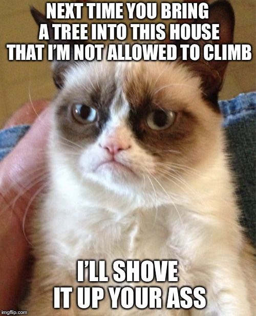 Grumpy Cat Meme | NEXT TIME YOU BRING A TREE INTO THIS HOUSE THAT I’M NOT ALLOWED TO CLIMB; I’LL SHOVE IT UP YOUR ASS | image tagged in memes,grumpy cat | made w/ Imgflip meme maker