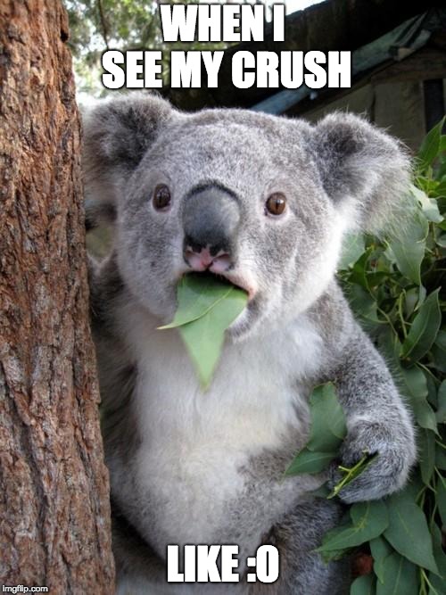 Surprised Koala | WHEN I SEE MY CRUSH; LIKE :0 | image tagged in memes,surprised koala | made w/ Imgflip meme maker