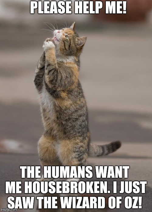 Kitty Prayer | PLEASE HELP ME! THE HUMANS WANT ME HOUSEBROKEN. I JUST SAW THE WIZARD OF OZ! | image tagged in kitty prayer | made w/ Imgflip meme maker