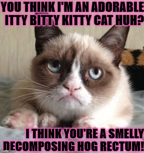 YOU THINK I'M AN ADORABLE ITTY BITTY KITTY CAT HUH? I THINK YOU'RE A SMELLY DECOMPOSING HOG RECTUM! | image tagged in grumpy | made w/ Imgflip meme maker