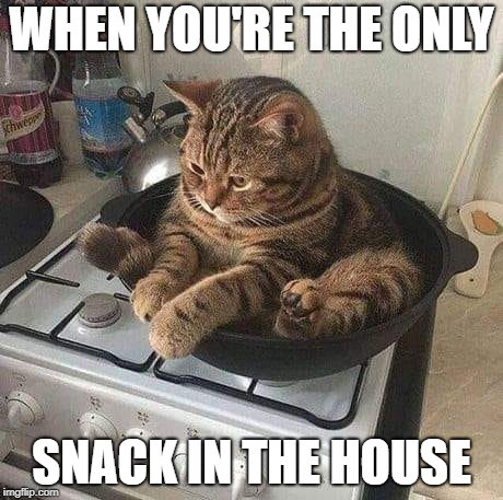 WHEN YOU'RE THE ONLY; SNACK IN THE HOUSE | made w/ Imgflip meme maker