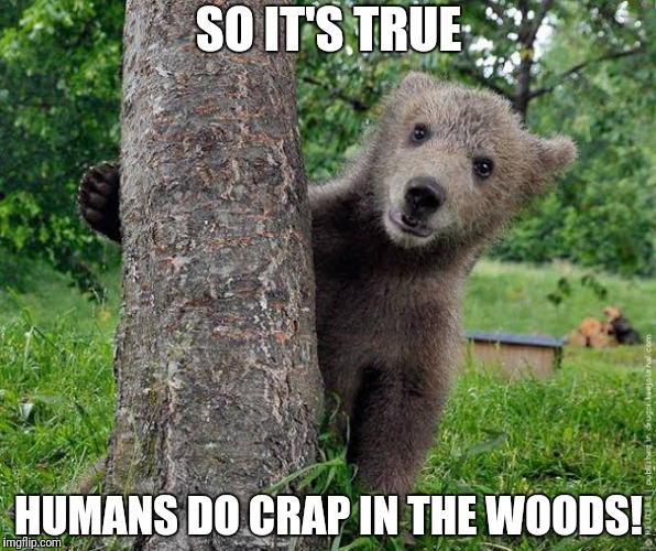 Does a human crap in the woods? | SO IT'S TRUE; HUMANS DO CRAP IN THE WOODS! | image tagged in funny bear,crap in the woods | made w/ Imgflip meme maker