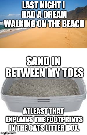 i bet grumpy cat was laughing at this one | LAST NIGHT I HAD A DREAM WALKING ON THE BEACH; SAND IN BETWEEN MY TOES; ATLEAST THAT EXPLAINS THE FOOTPRINTS IN THE CATS LITTER BOX. | image tagged in beach,sand,litter box,cats,grumpy cat,dreams | made w/ Imgflip meme maker