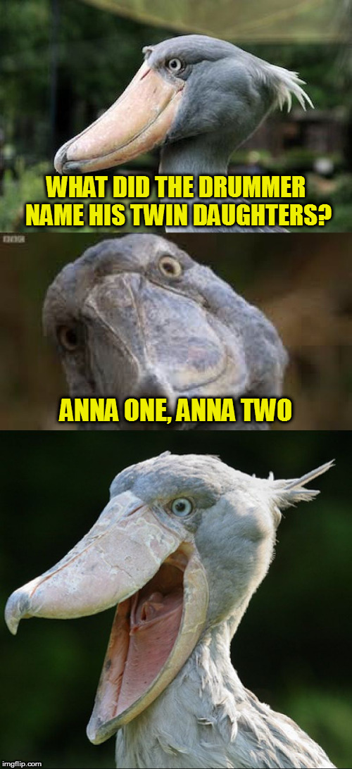 Ba-dum-pish | WHAT DID THE DRUMMER NAME HIS TWIN DAUGHTERS? ANNA ONE, ANNA TWO | image tagged in bad joke bird 3,memes,bad jokes | made w/ Imgflip meme maker