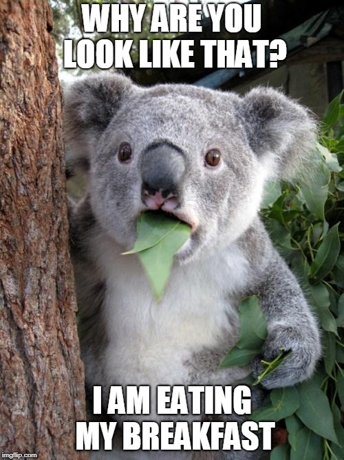 Surprised Koala Meme | WHY ARE YOU LOOK LIKE THAT? I AM EATING MY BREAKFAST | image tagged in memes,surprised koala | made w/ Imgflip meme maker