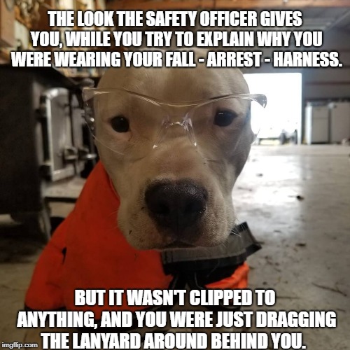 Safety Officer Bull | THE LOOK THE SAFETY OFFICER GIVES YOU, WHILE YOU TRY TO EXPLAIN WHY YOU WERE WEARING YOUR FALL - ARREST - HARNESS. BUT IT WASN'T CLIPPED TO ANYTHING, AND YOU WERE JUST DRAGGING THE LANYARD AROUND BEHIND YOU. | image tagged in safety first,marked safe from,osha,safe | made w/ Imgflip meme maker