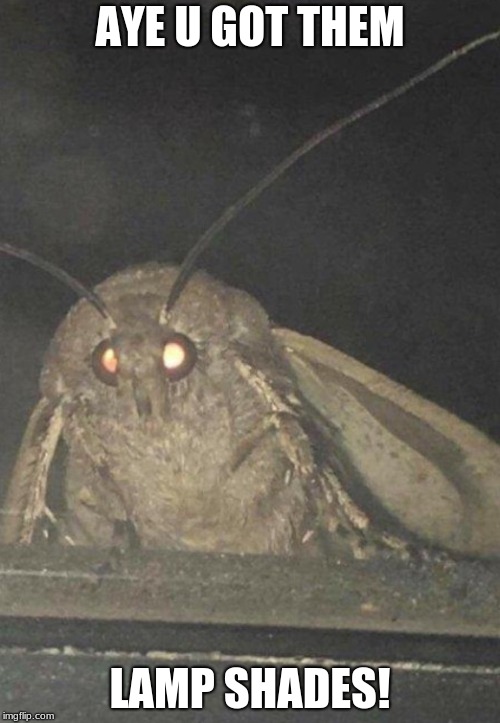Moth | AYE U GOT THEM; LAMP SHADES! | image tagged in moth | made w/ Imgflip meme maker