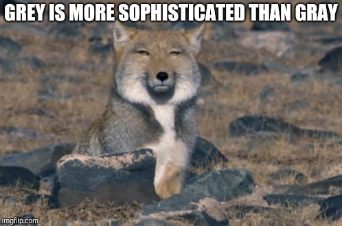 Snooty Fox | GREY IS MORE SOPHISTICATED THAN GRAY | image tagged in snooty fox | made w/ Imgflip meme maker