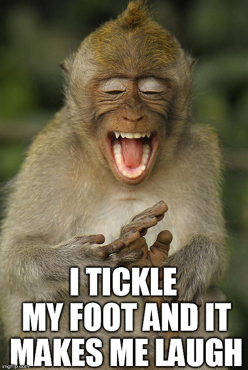 Monkey shows you how to laugh | I TICKLE MY FOOT AND IT MAKES ME LAUGH | image tagged in laughing monkey,funny,funny meme | made w/ Imgflip meme maker