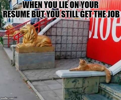 only a cat | WHEN YOU LIE ON YOUR RESUME BUT YOU STILL GET THE JOB | image tagged in cat,lie | made w/ Imgflip meme maker