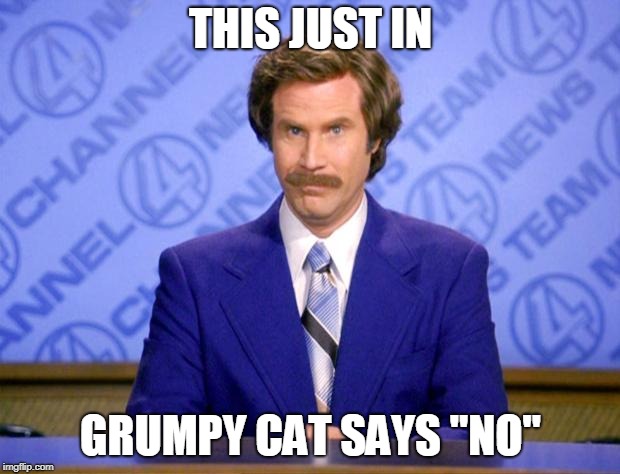 This just in  | THIS JUST IN GRUMPY CAT SAYS "NO" | image tagged in this just in | made w/ Imgflip meme maker