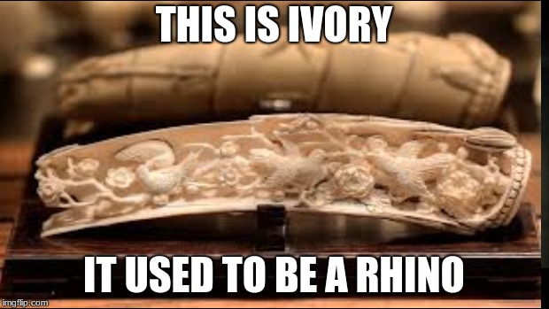 THIS IS IVORY; IT USED TO BE A RHINO | image tagged in memes | made w/ Imgflip meme maker