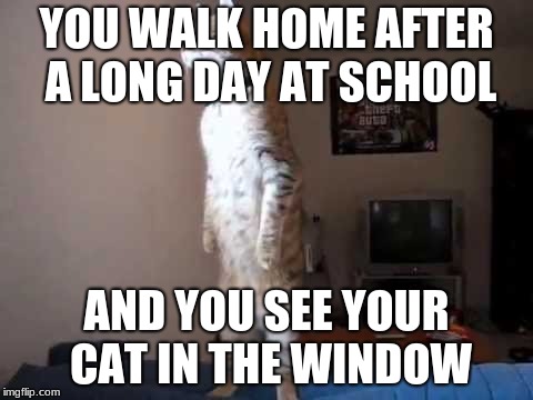 Standing cat | YOU WALK HOME AFTER A LONG DAY AT SCHOOL; AND YOU SEE YOUR CAT IN THE WINDOW | image tagged in standing cat | made w/ Imgflip meme maker