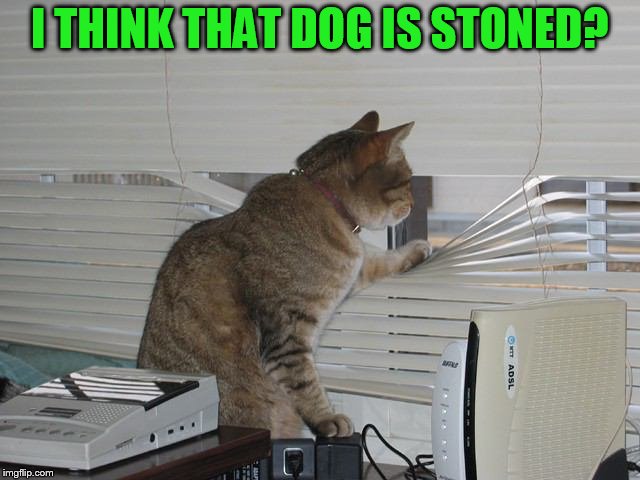 I THINK THAT DOG IS STONED? | made w/ Imgflip meme maker