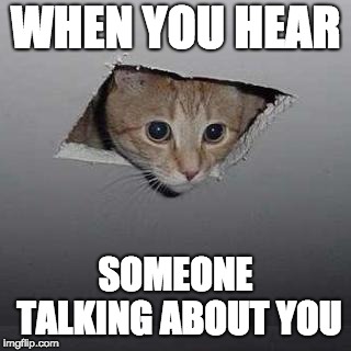 Talking behind your back | WHEN YOU HEAR; SOMEONE TALKING ABOUT YOU | image tagged in memes,ceiling cat | made w/ Imgflip meme maker