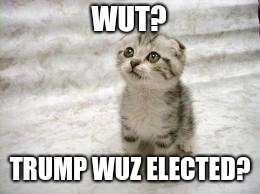Sad Cat Meme | WUT? TRUMP WUZ ELECTED? | image tagged in memes,sad cat | made w/ Imgflip meme maker