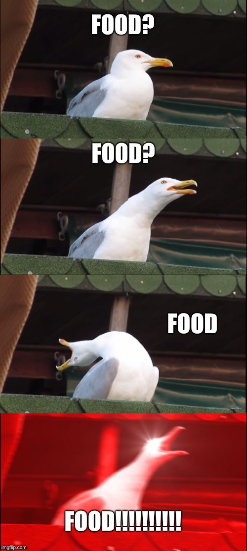 Inhaling Seagull | FOOD? FOOD? FOOD; FOOD!!!!!!!!!! | image tagged in memes,inhaling seagull | made w/ Imgflip meme maker