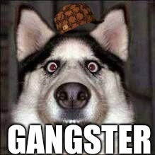 GANGSTER | image tagged in scumbag | made w/ Imgflip meme maker