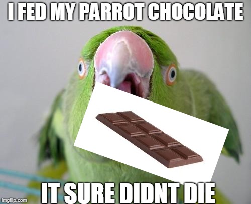 Parrot | I FED MY PARROT CHOCOLATE; IT SURE DIDNT DIE | image tagged in parrot | made w/ Imgflip meme maker