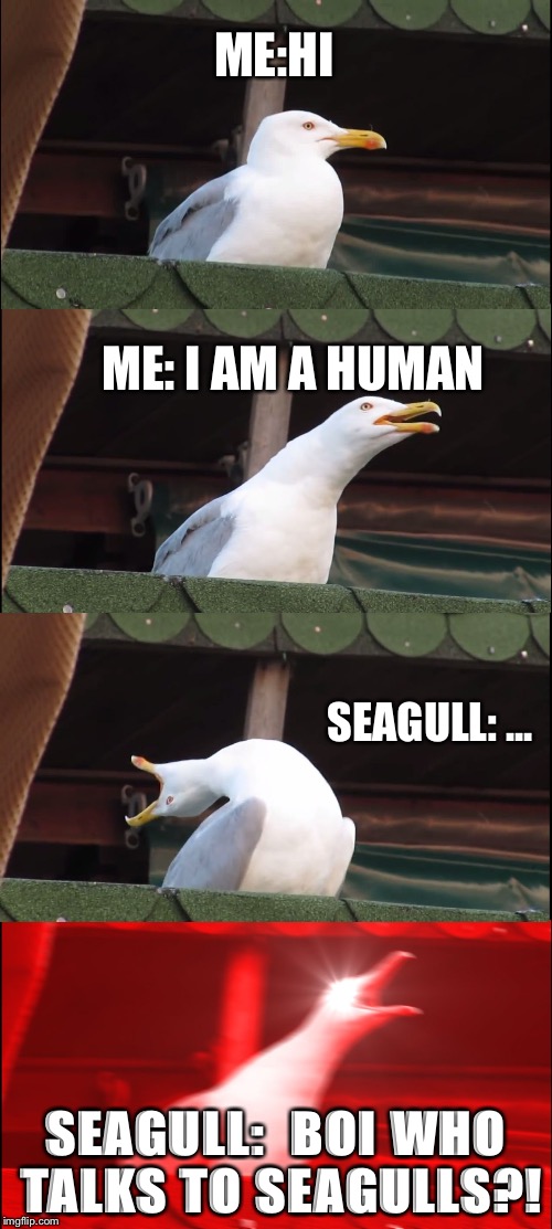 Inhaling Seagull Meme | ME:HI; ME: I AM A HUMAN; SEAGULL: ... SEAGULL:  BOI
WHO TALKS TO SEAGULLS?! | image tagged in memes,inhaling seagull | made w/ Imgflip meme maker