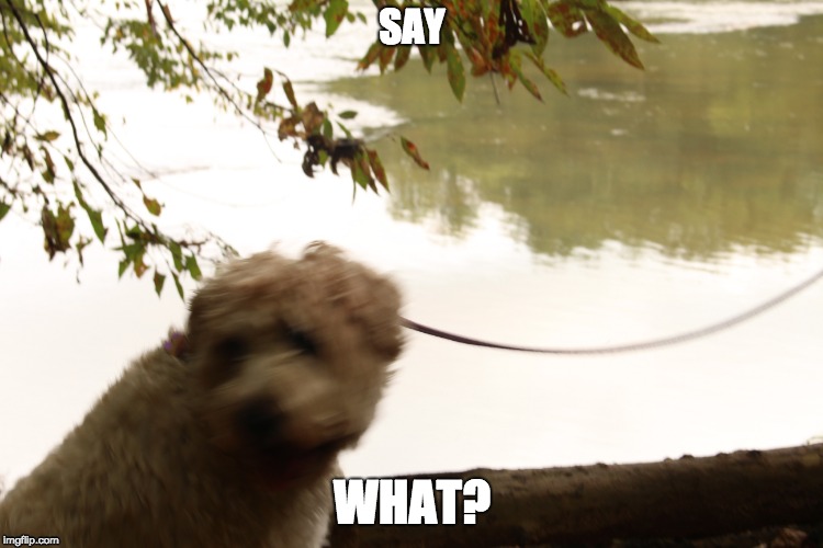 Say what scoutie | SAY; WHAT? | image tagged in puppy | made w/ Imgflip meme maker