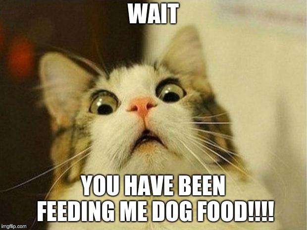 Scared Cat Meme | WAIT; YOU HAVE BEEN FEEDING ME DOG FOOD!!!! | image tagged in memes,scared cat | made w/ Imgflip meme maker