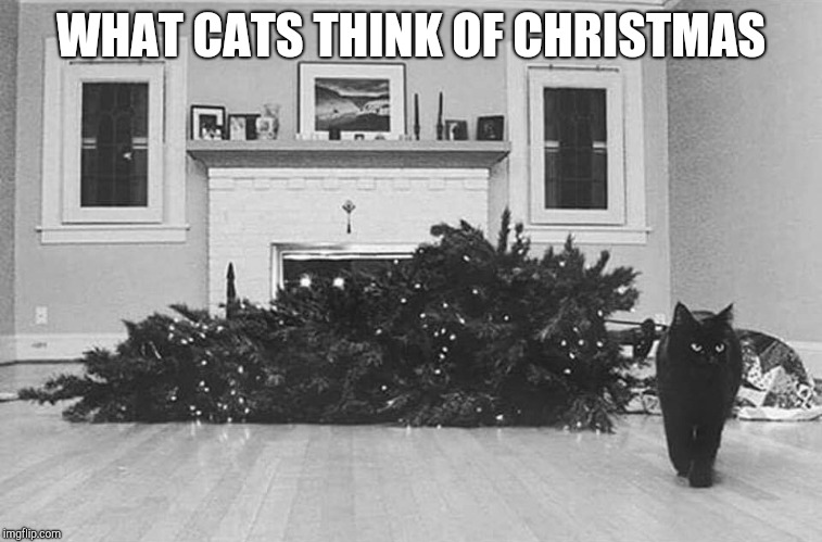 An Un-Merry Christmas | WHAT CATS THINK OF CHRISTMAS | image tagged in cats,christmas | made w/ Imgflip meme maker
