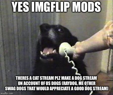 Yes this is dog | YES IMGFLIP MODS; THERES A CAT STREAM PLZ MAKE A DOG STREAM ON ACCOUNT OF US DOGS (RAYDOG, ME OTHER SWAG DOGS THAT WOULD APPRECIATE A GOOD DOG STREAM) | image tagged in yes this is dog | made w/ Imgflip meme maker