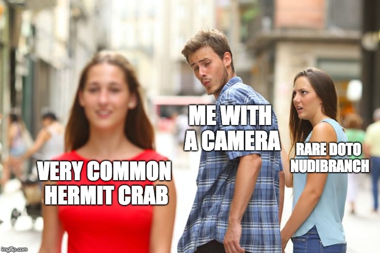 Distracted Boyfriend Meme | ME WITH A CAMERA; RARE DOTO NUDIBRANCH; VERY COMMON HERMIT CRAB | image tagged in memes,distracted boyfriend | made w/ Imgflip meme maker