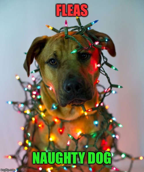 Yule dog | FLEAS; NAUGHTY DOG | image tagged in christmas memes,funny dogs,christmas tree,christmas lights | made w/ Imgflip meme maker
